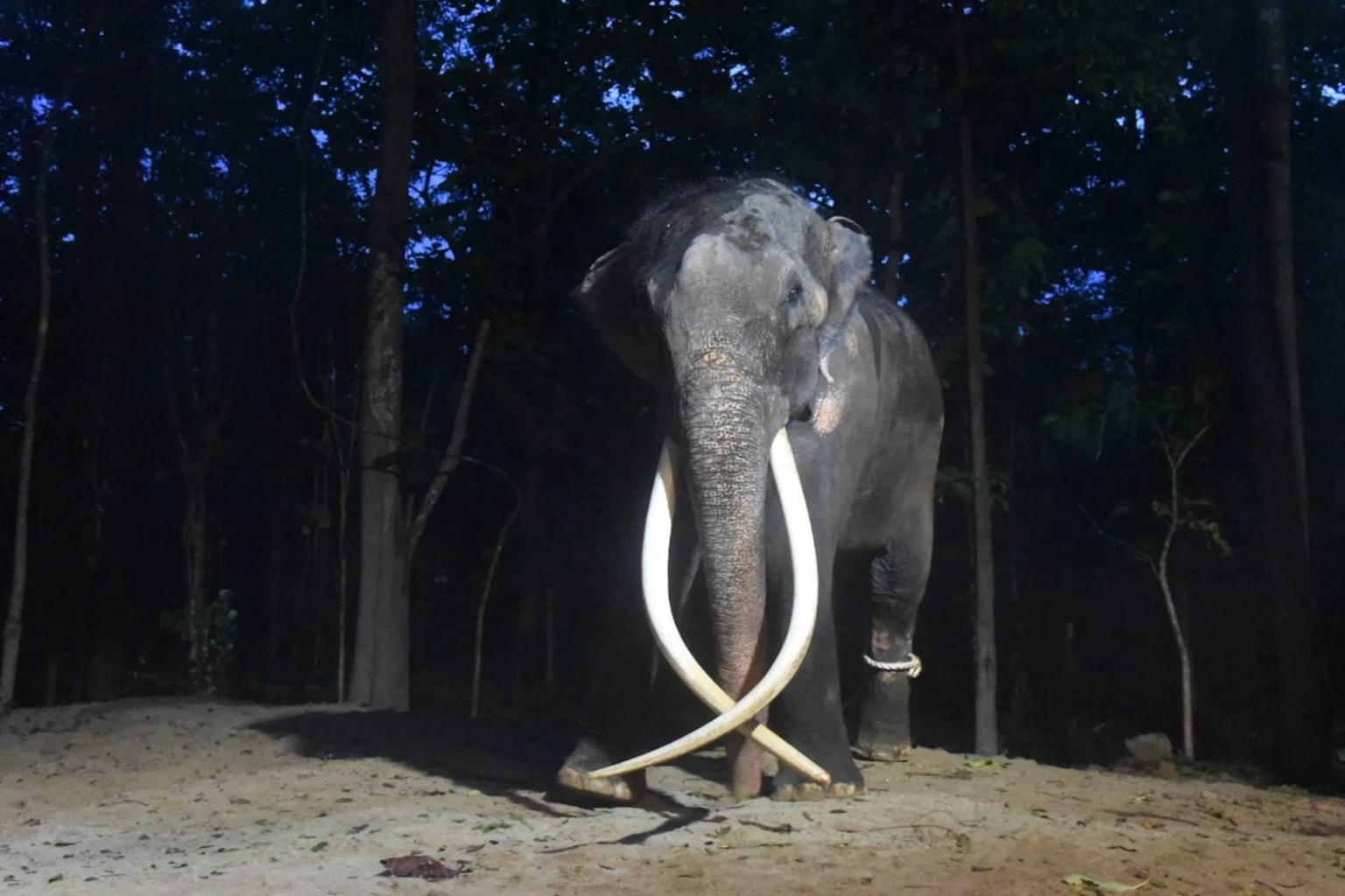 ควาญช้างเผยอาการ พลายศักดิ์สุรินทร์ หลังกลับสู่อ้อมกอดประเทศไทยคืนแรก